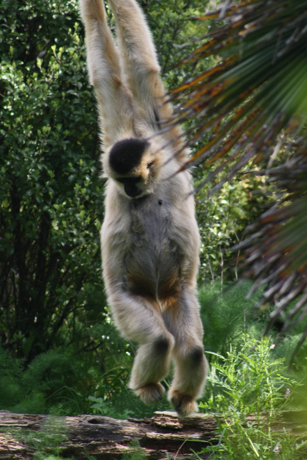 Robin, female white-cheeked gibbon