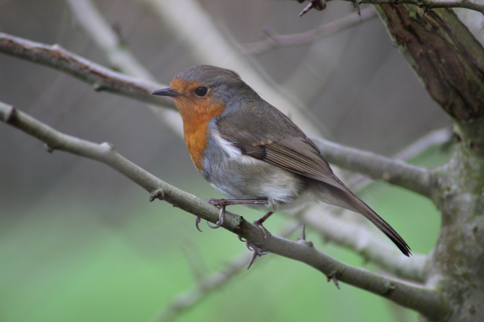 Robin in the Lemur Exhibit