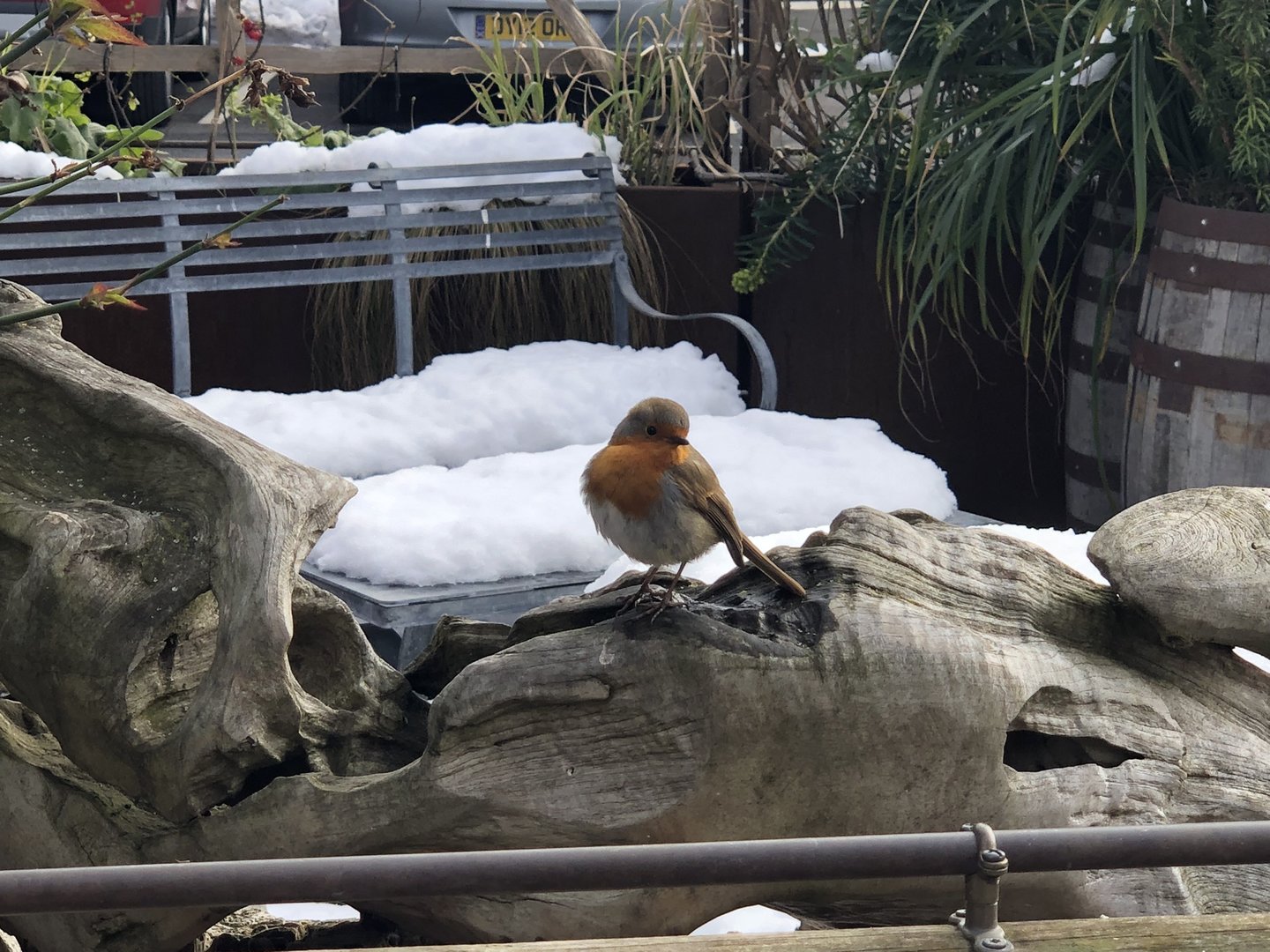 Robin in the Snow at Tropical Butterfly House (March 2023)