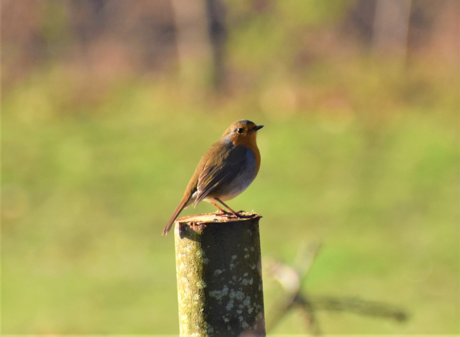Robin in the winter sun