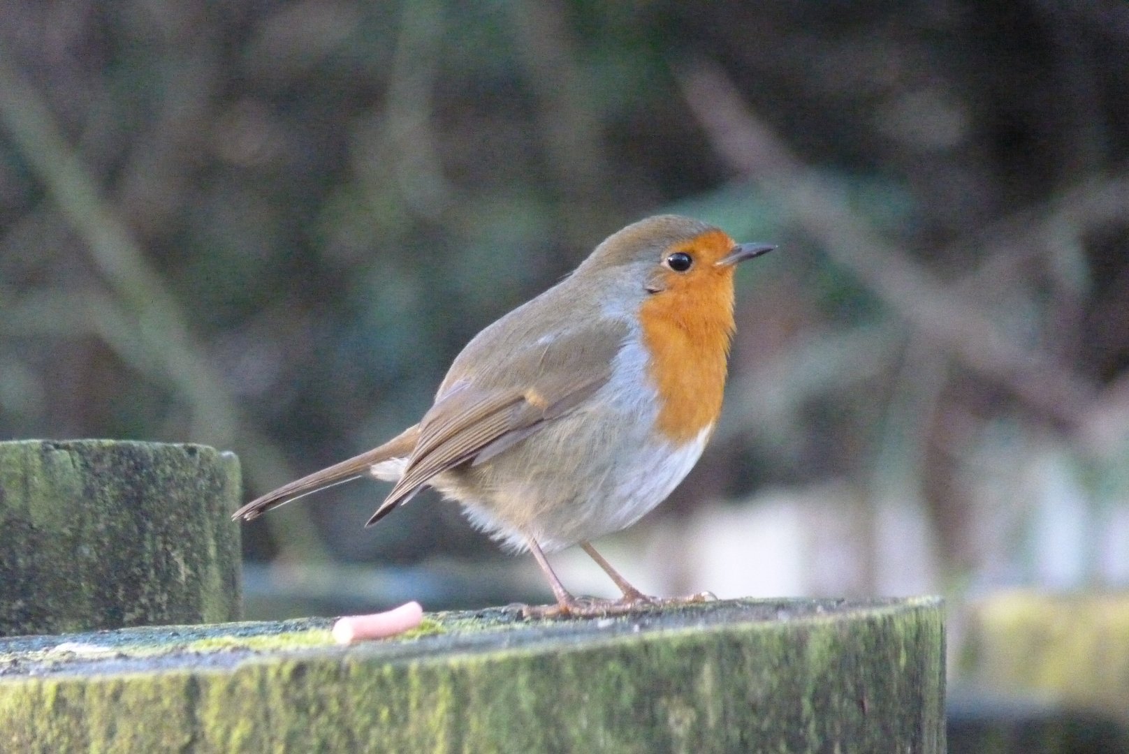 Robin, January 2017