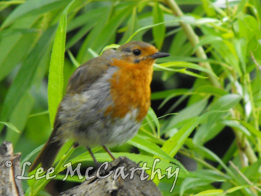 Robin