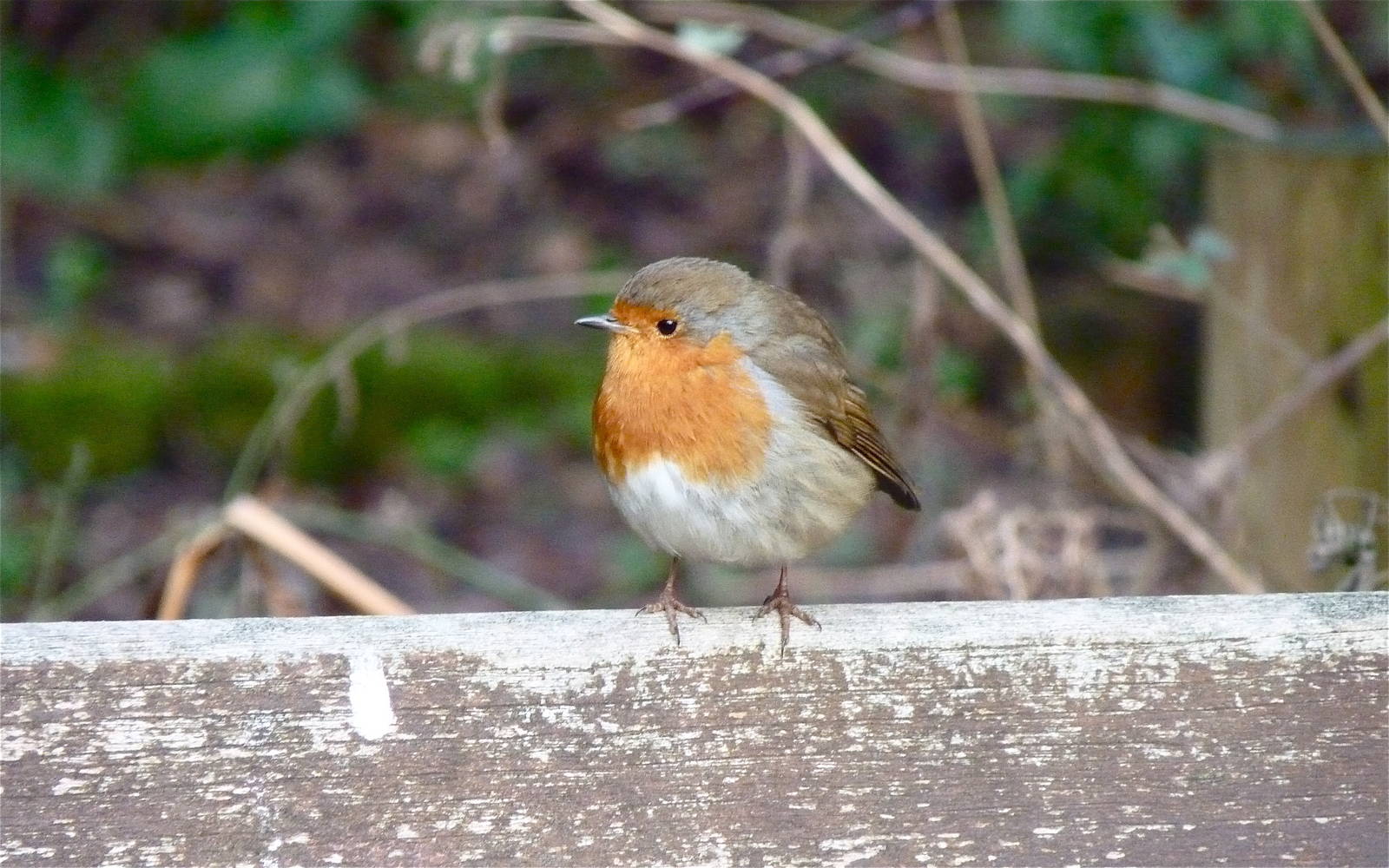 Robin