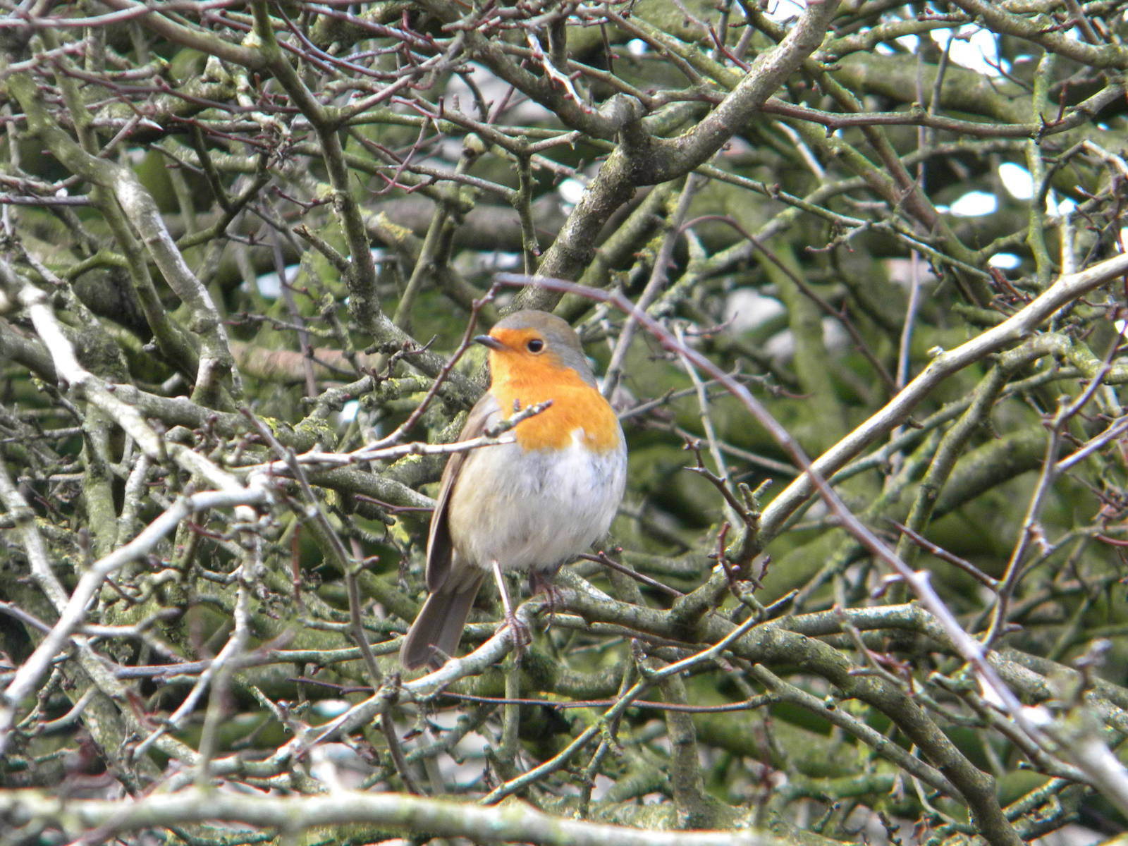 Robin.