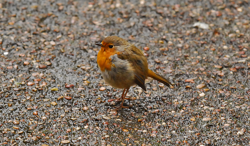 robin