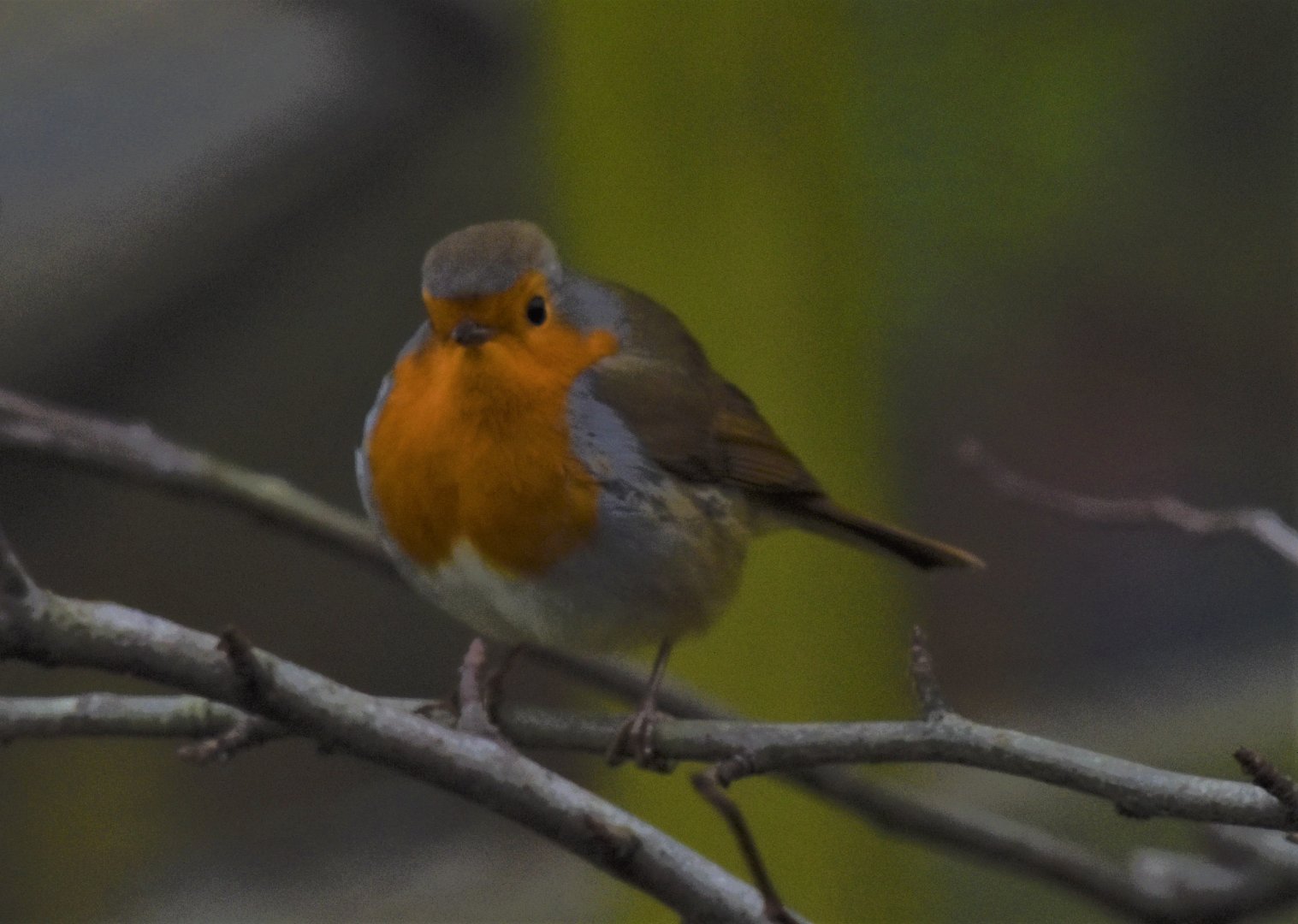 Robin