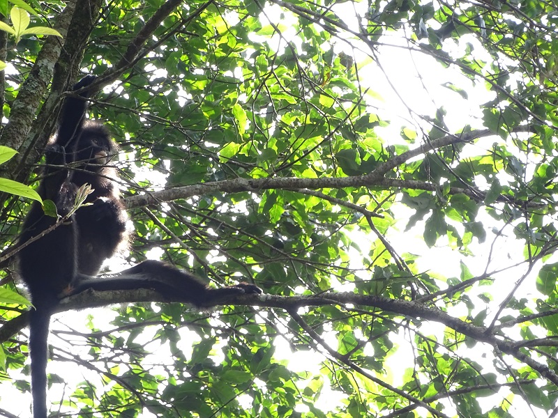 Robinson's banded langur (Presbytis robinsoni)