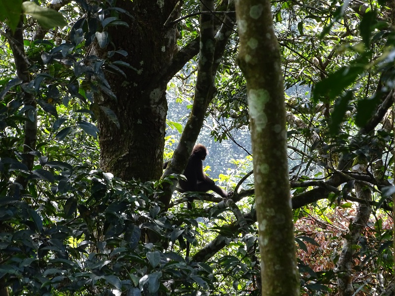 Robinson's banded langur (Presbytis robinsoni)