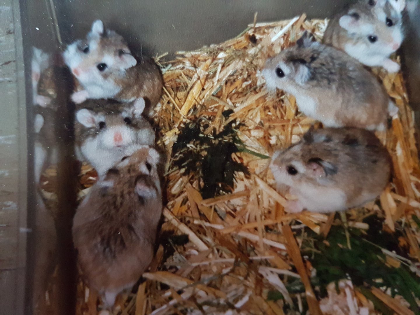 Roborowski Dwarf Hamsters