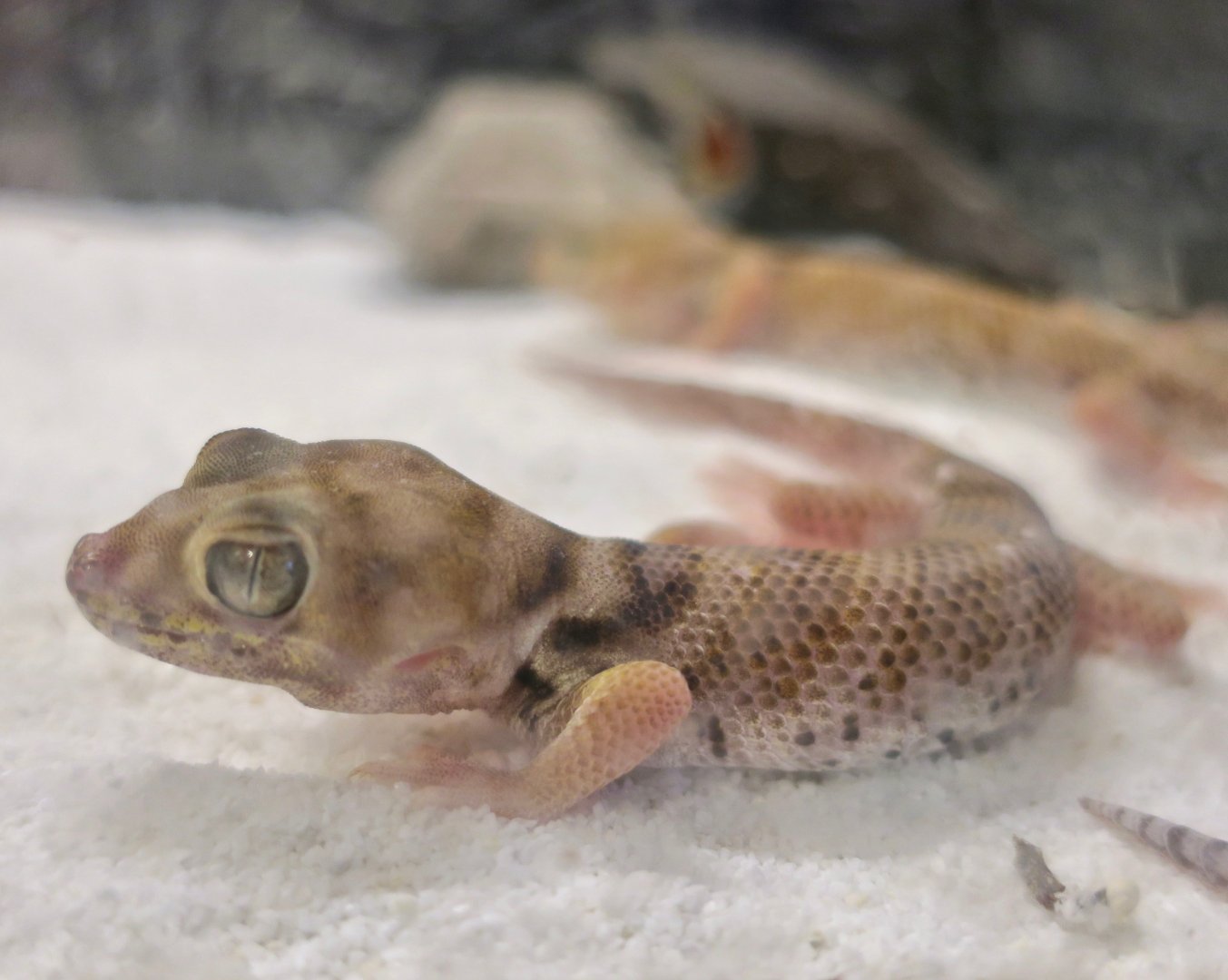 Roborowski's Frog-Eyed Gecko (Teratoscincus roborowskii)