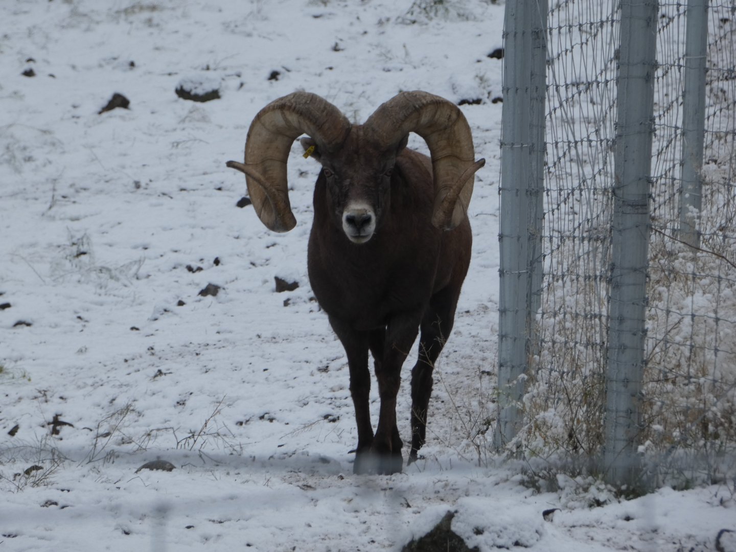 Robson (Rocky Mountain bighorn sheep)