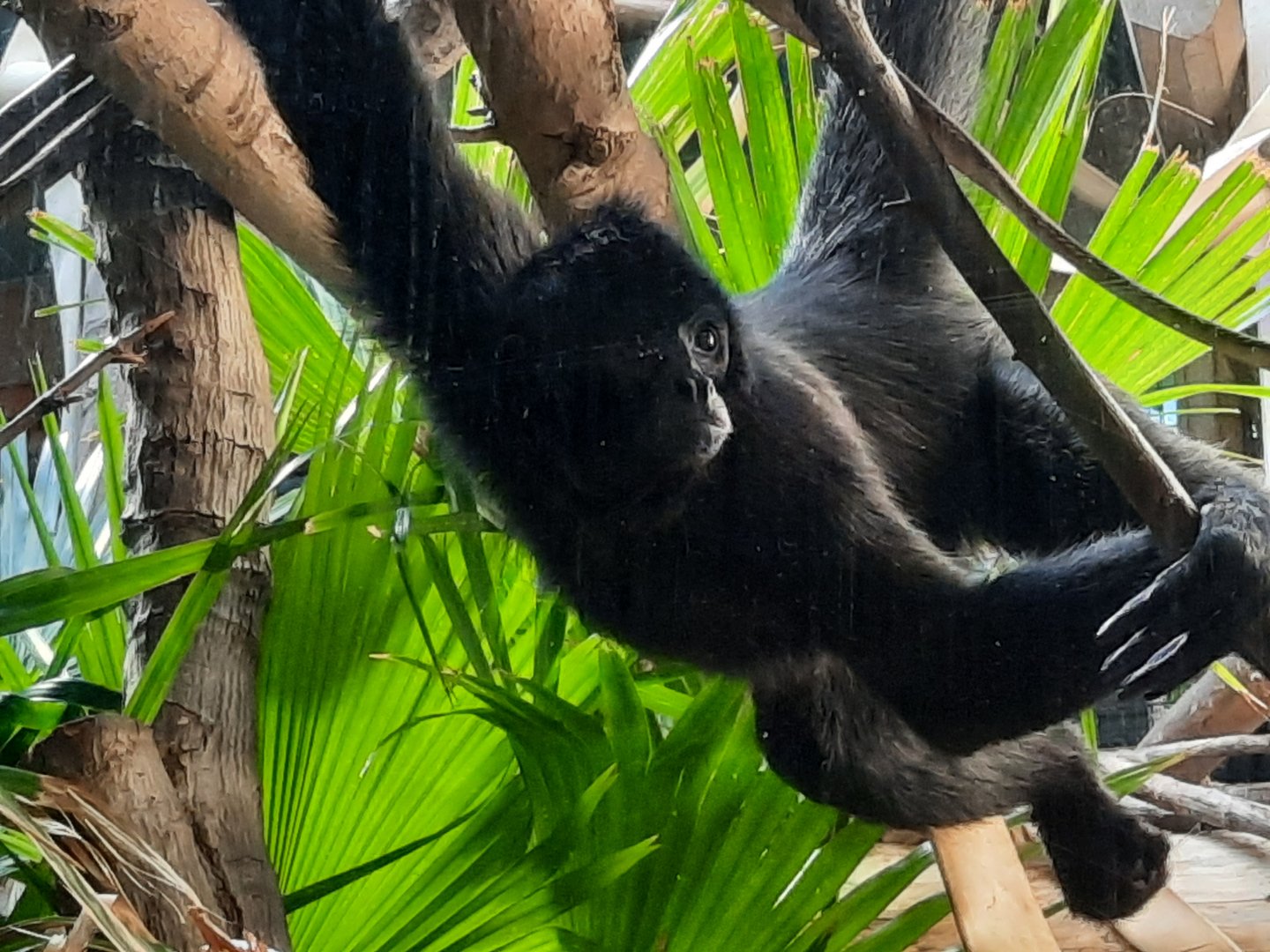 Robust Black Spider Monkey