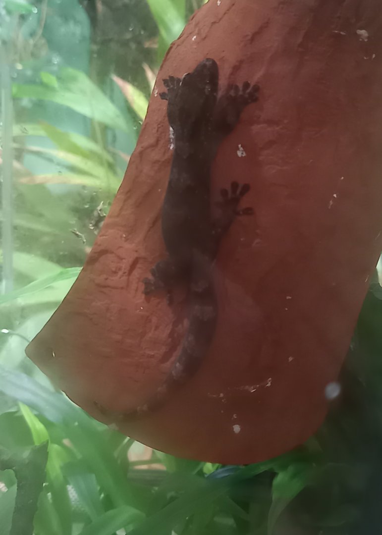 Robust forest gecko - Bavayia robusta