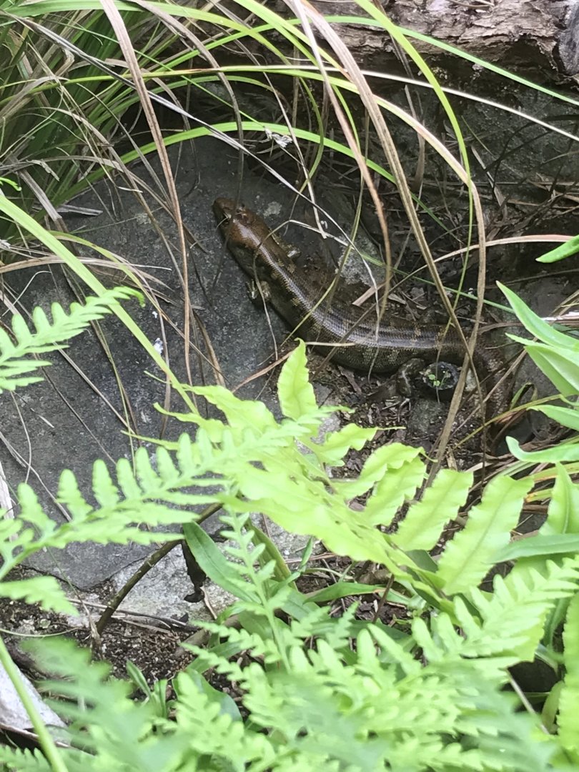 Robust Skink !! (Oligosoma alani)