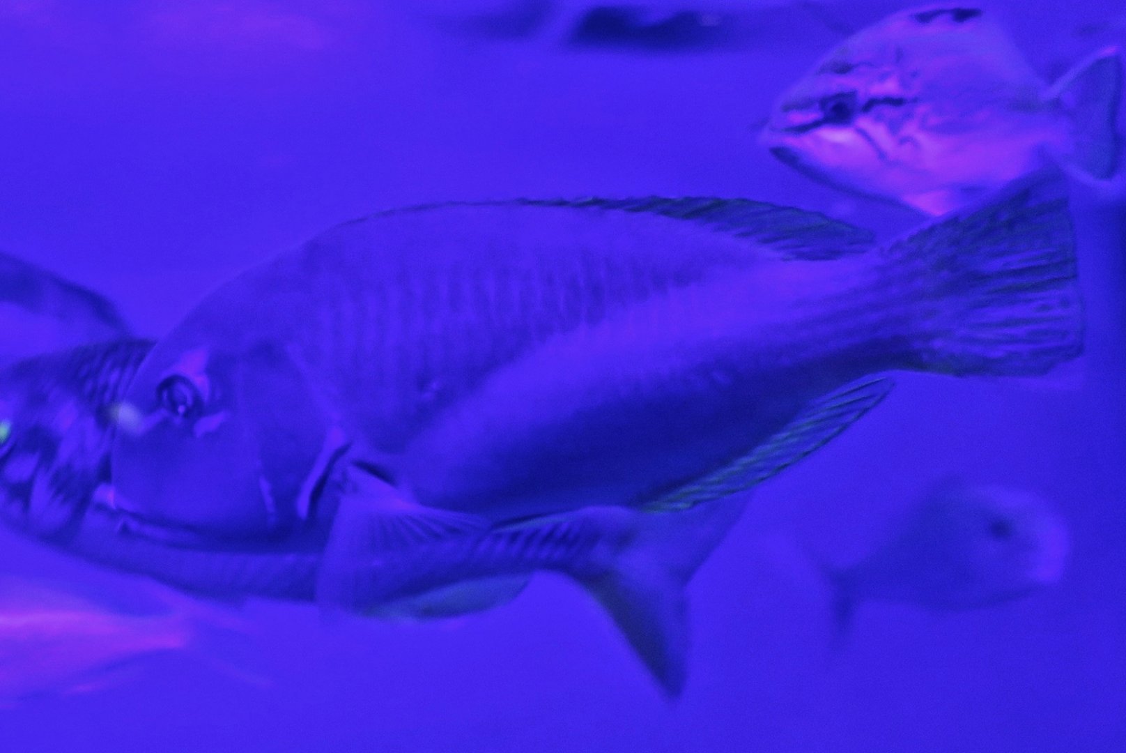 Robust Tuskfish (Choerodon robustus)