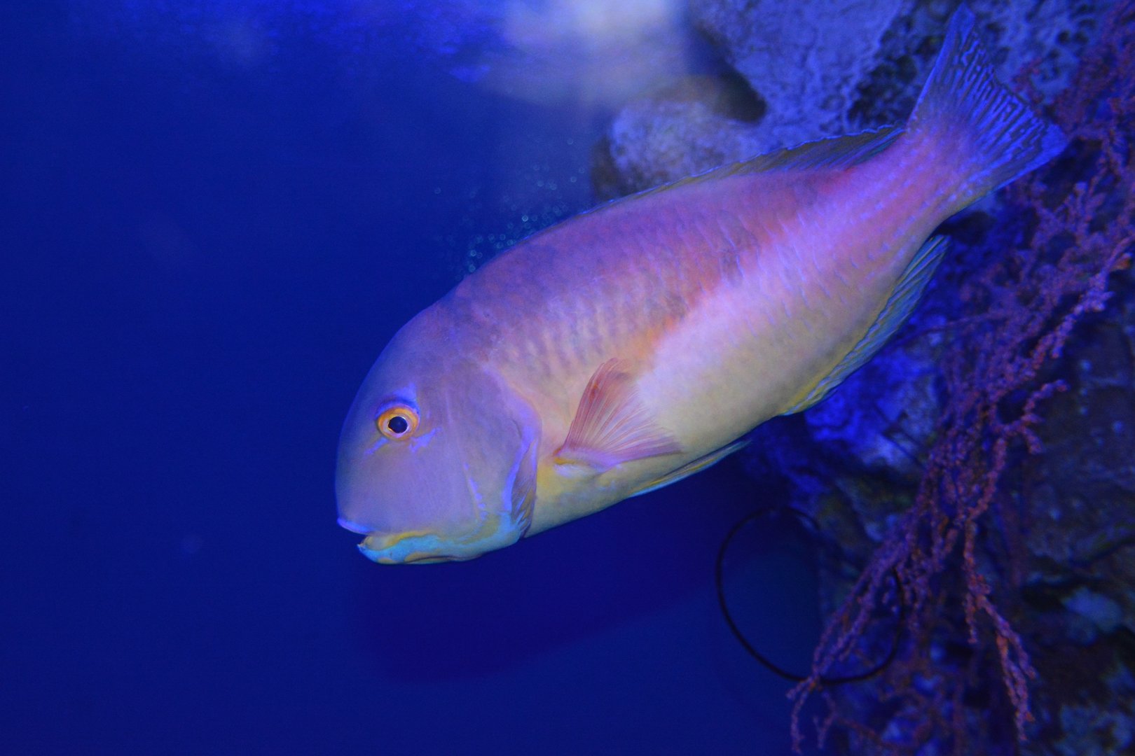 Robust tuskfish (Choerodon robustus)