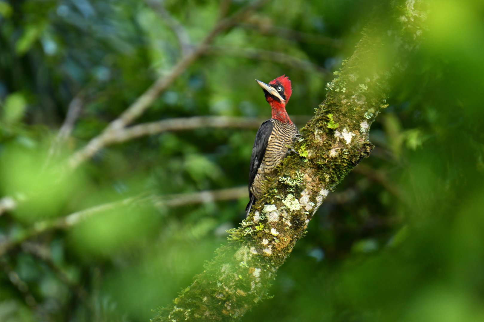 Robust Woodpecker (Campephilus robustus)