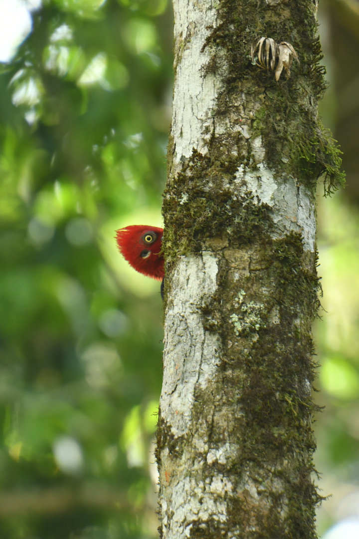 Robust Woodpecker Campephilus robustus