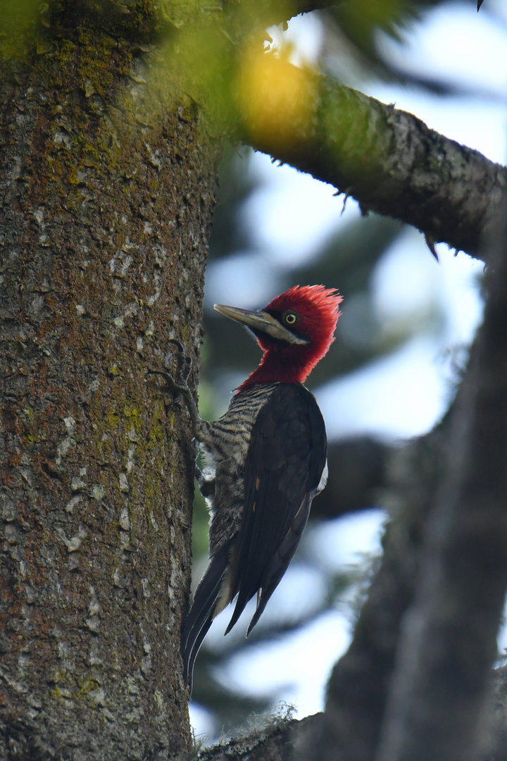 Robust Woodpecker Campephilus robustus