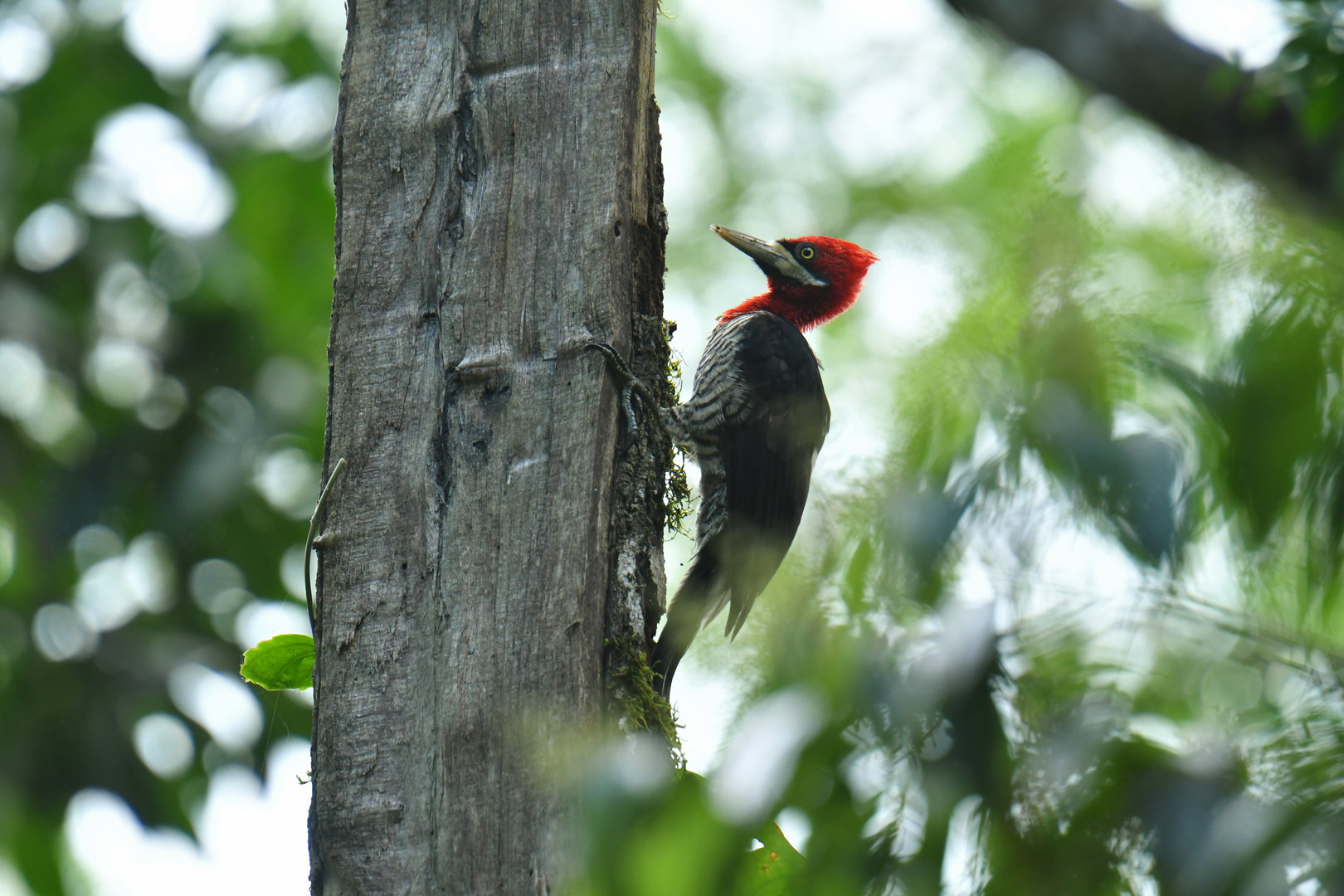 Robust Woodpecker Campephilus robustus