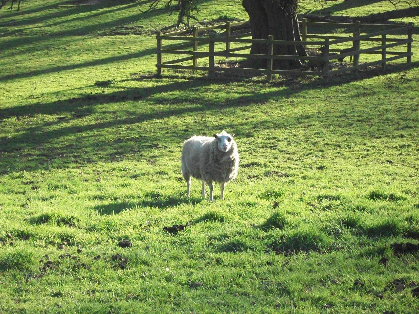 Robyn aka Patch, 14th April 2014