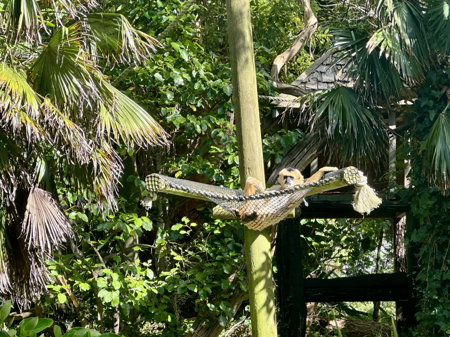 Robyn (Northern White-Cheeked Gibbon)