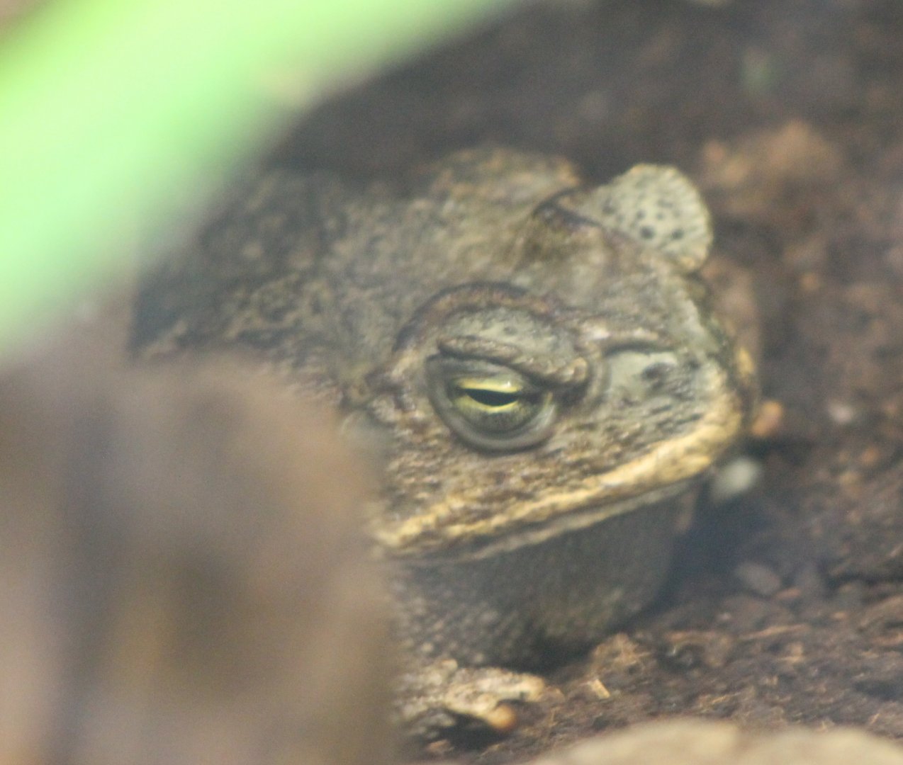 Roccoco toad