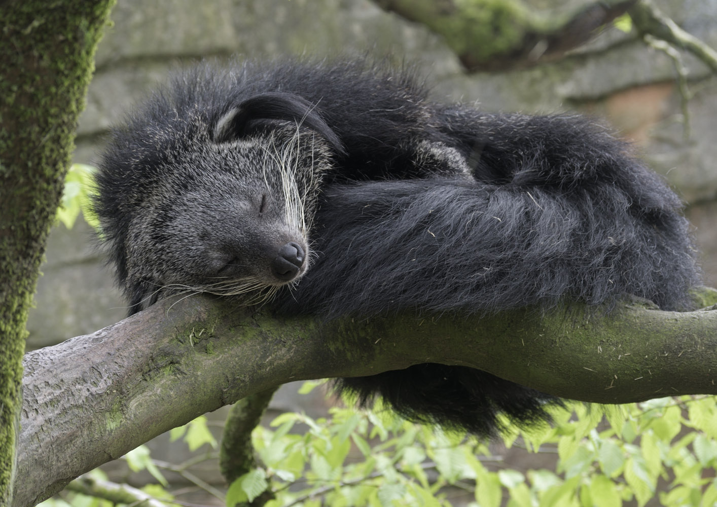 Rock-a-bye binturong