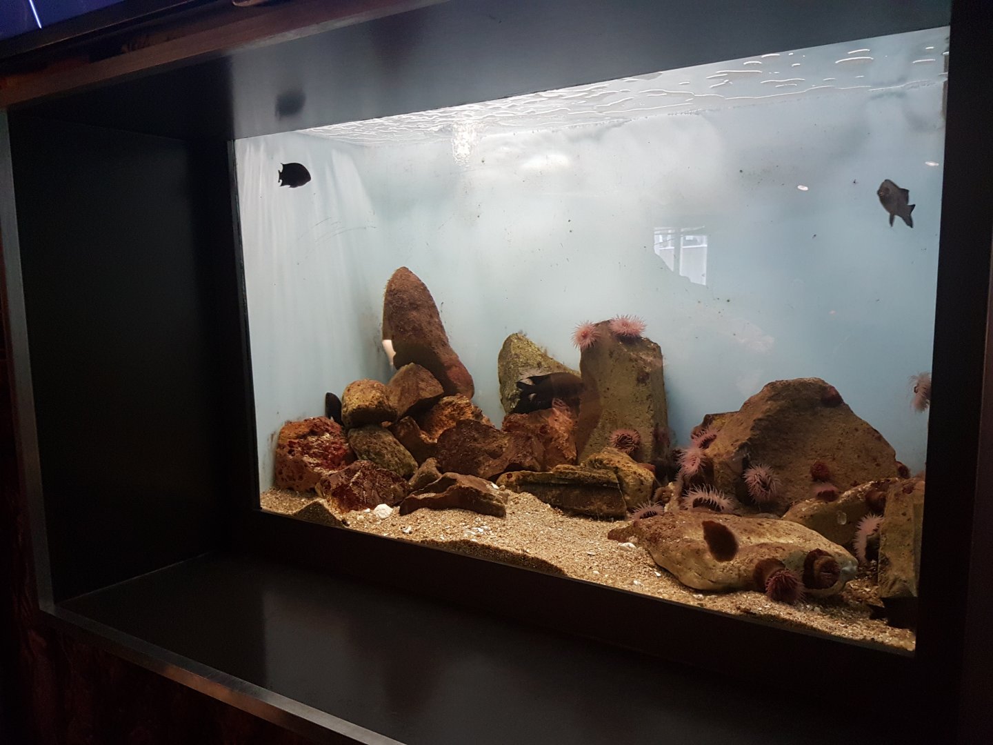Rock aquarium