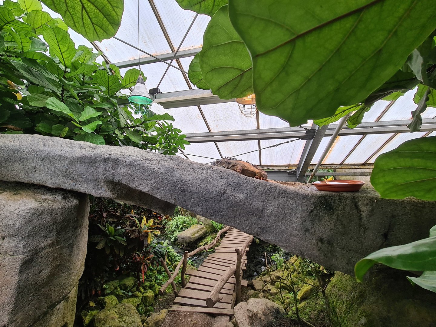 Rock arch and Iguana in Butterfly valley