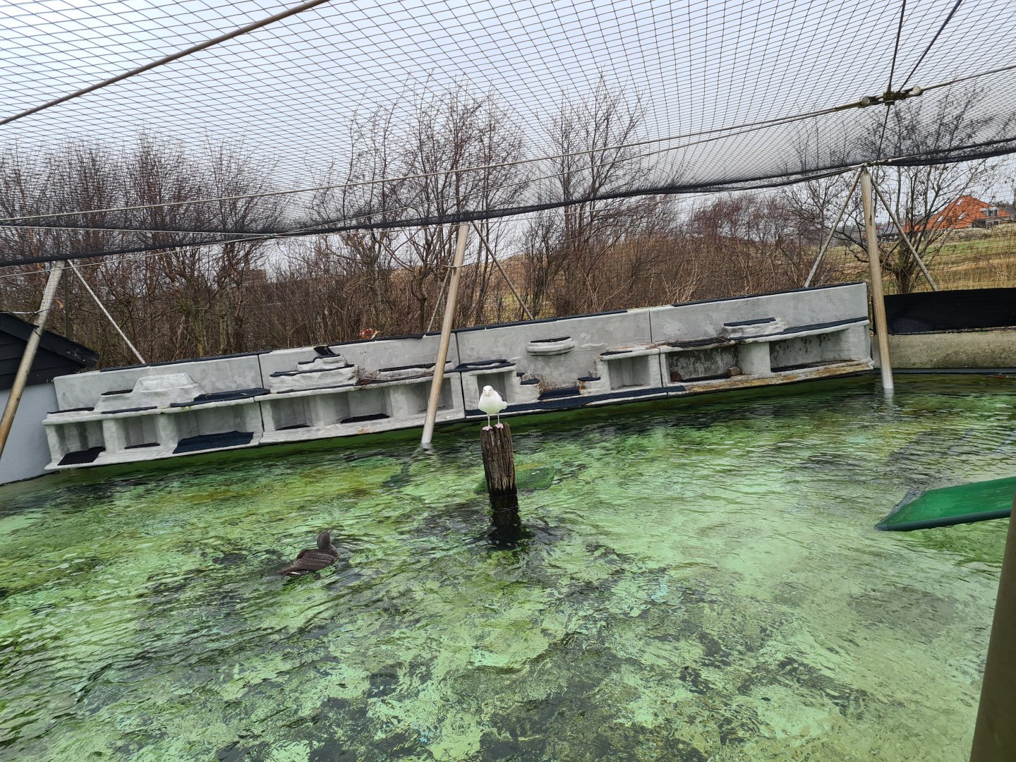 Rock area in Seabird recovery aviary