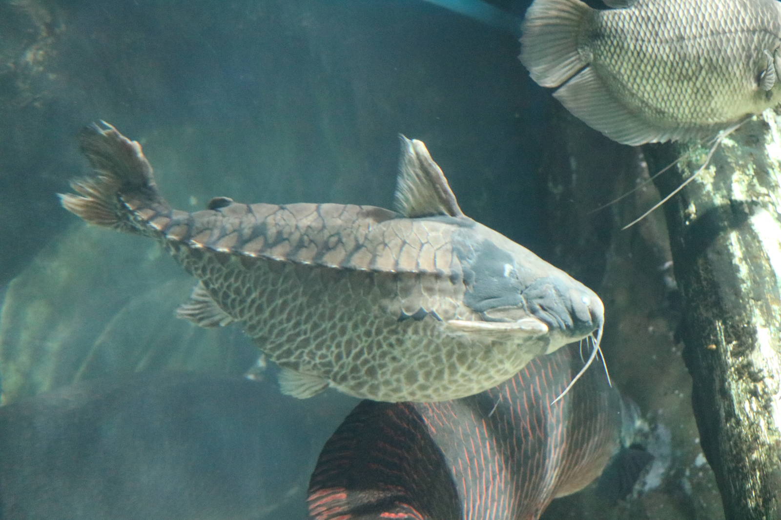 Rock - bacu (Lithodoras dorsalis) - Sunshine Aquarium Tokyo, February 2016