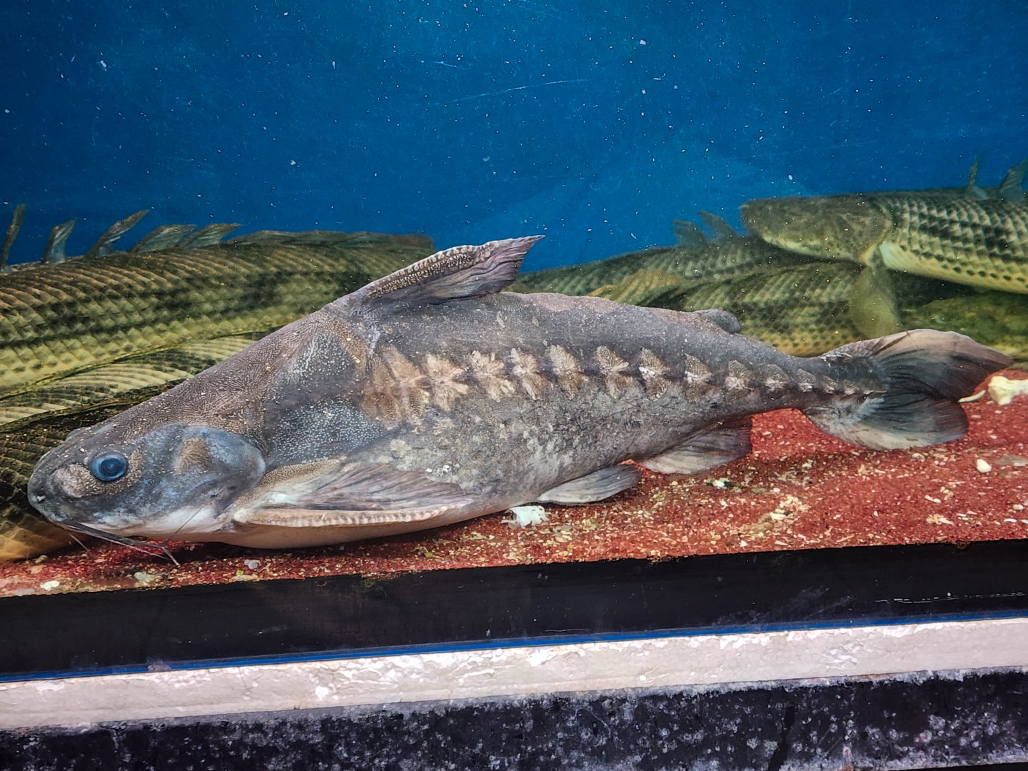 Rock-bacu (Lithodoras dorsalis)