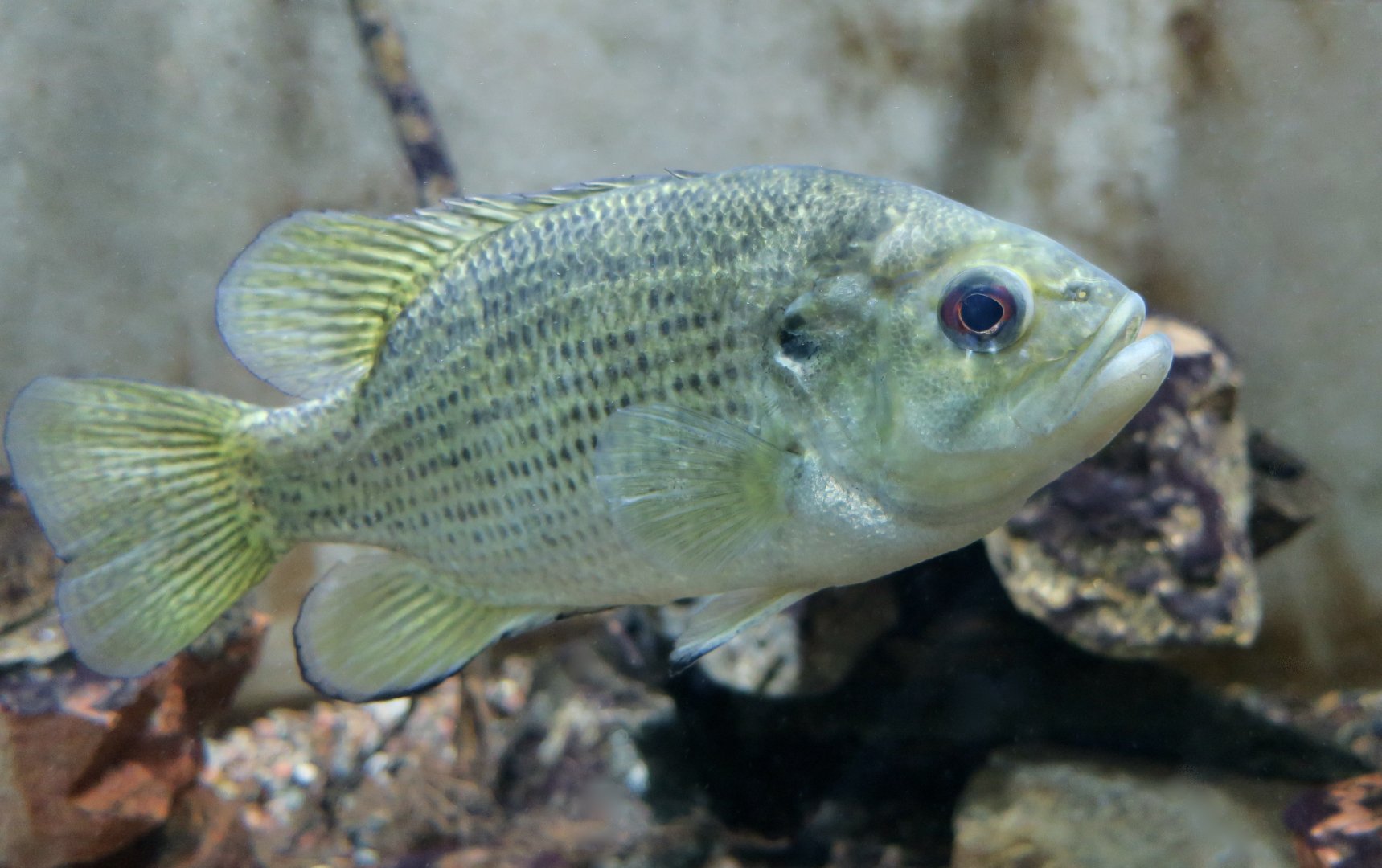 Rock Bass (Ambloplites rupestris) - Cold Spring Harbor Fish Hatchery & Aquarium
