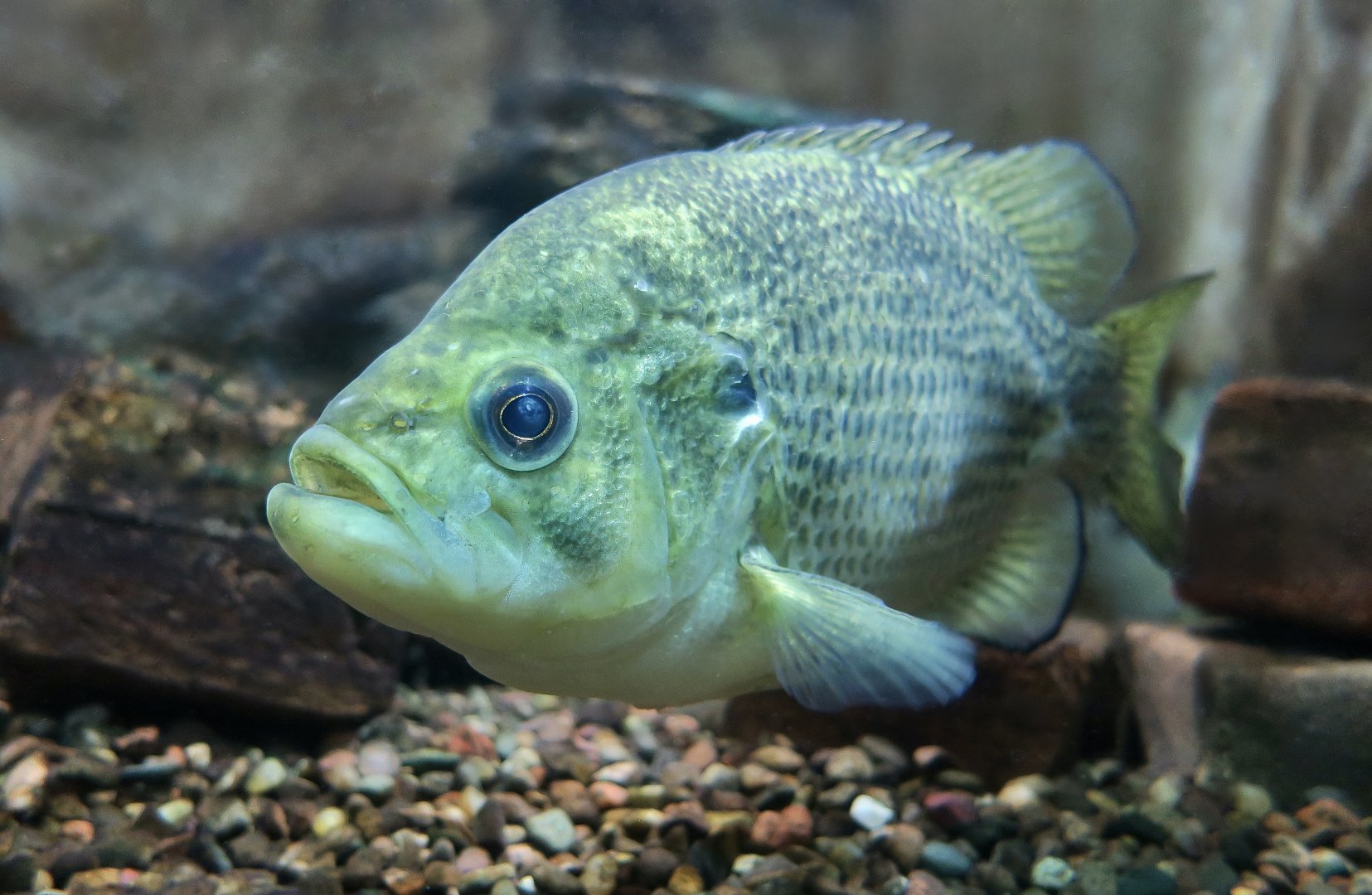 Rock Bass (Ambloplites rupestris) - Cold Spring Harbor Fish Hatchery & Aquarium