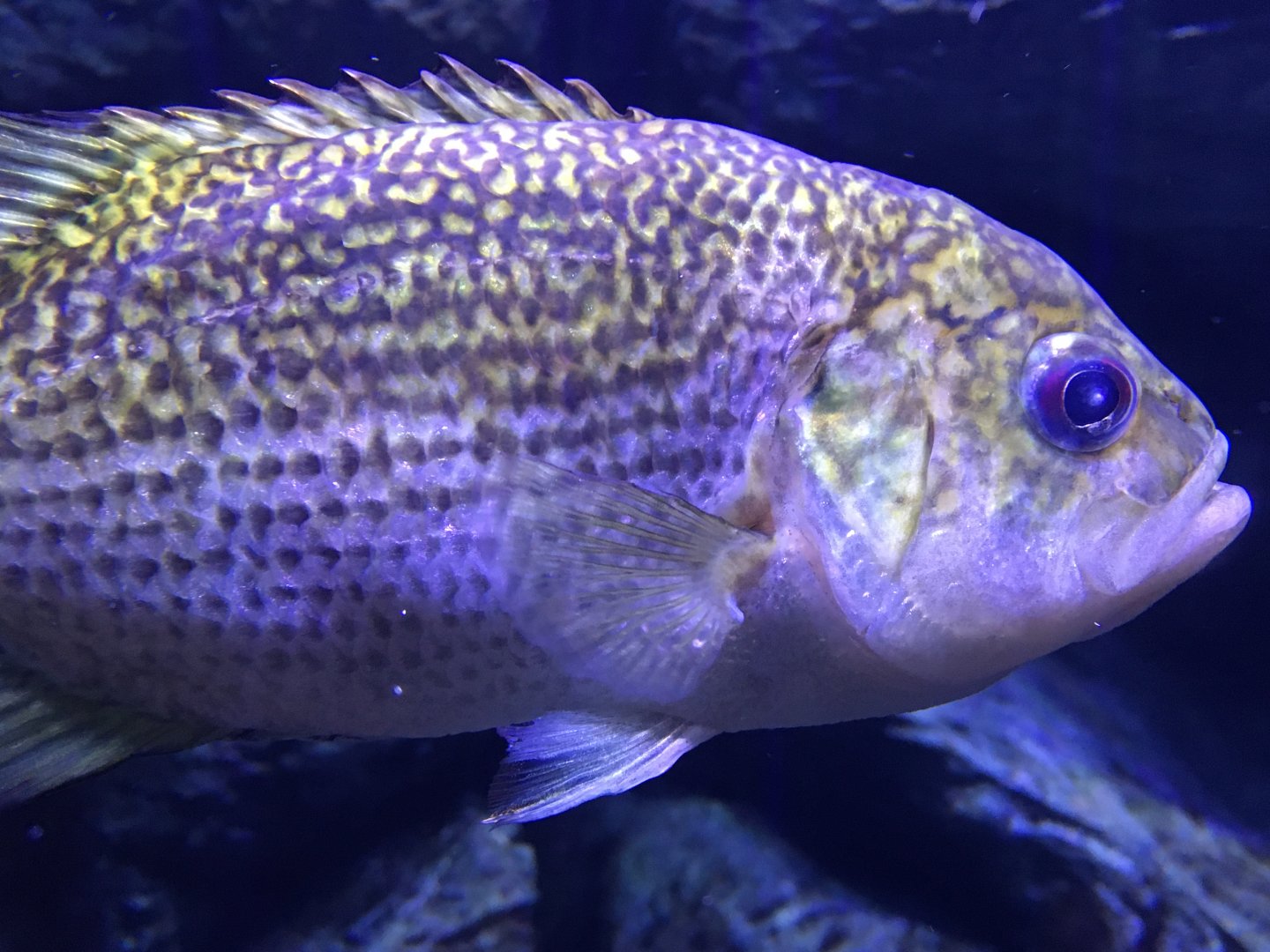 Rock Bass (Ambloplites rupestris)