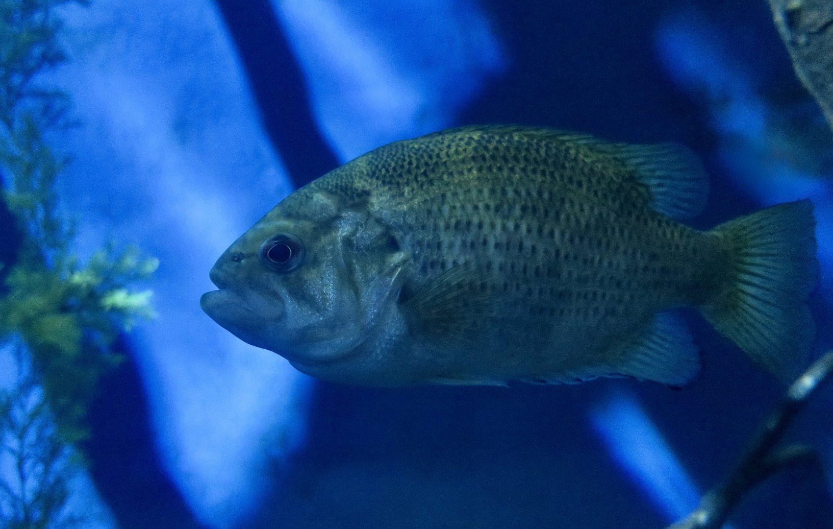 Rock Bass (Ambloplites rupestris)