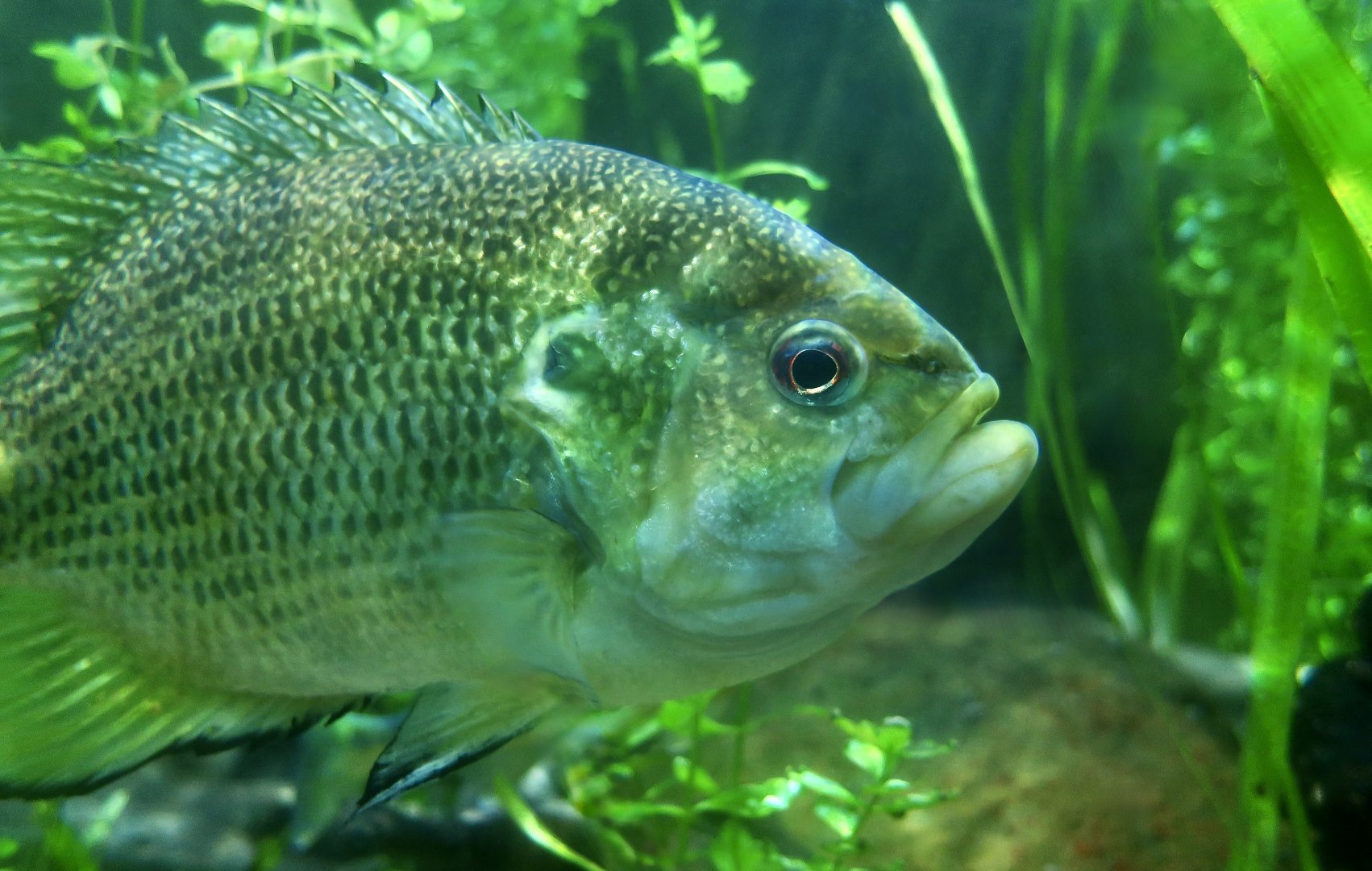 Rock Bass (Ambloplites rupestris)