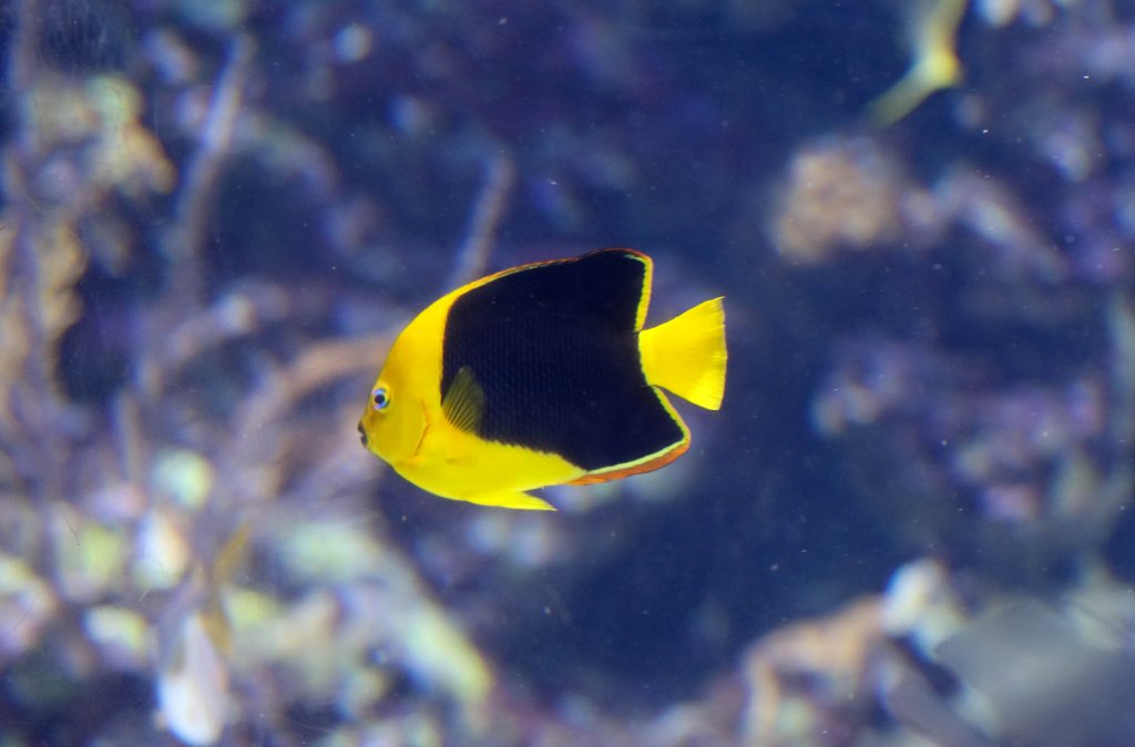 Rock Beauty Angelfish