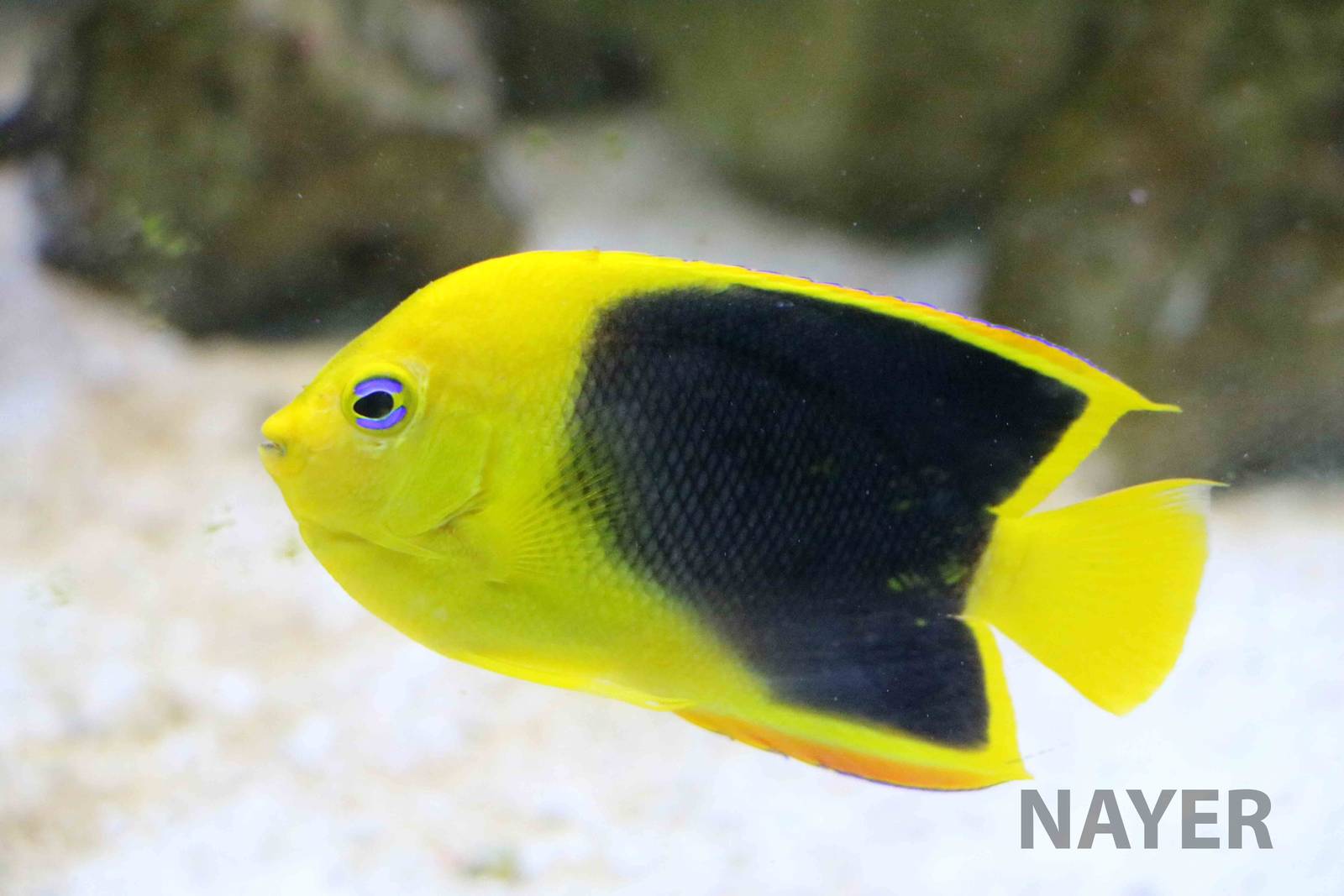 Rock beauty, April 2016