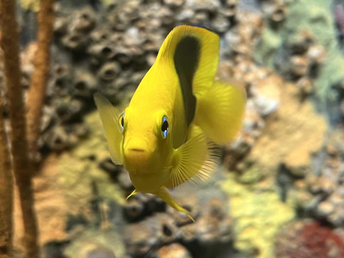 Rock Beauty (Holacanthus tricolor)