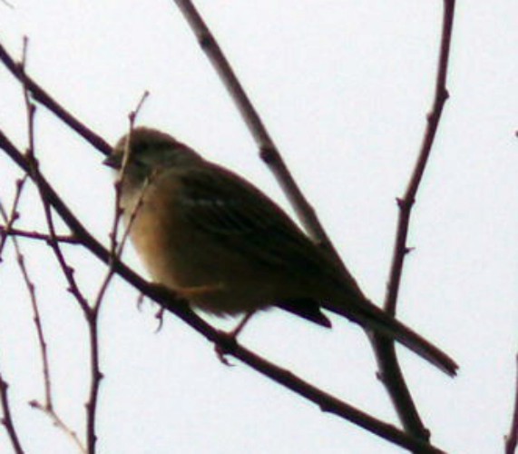 Rock Bunting (Emberiza cia)