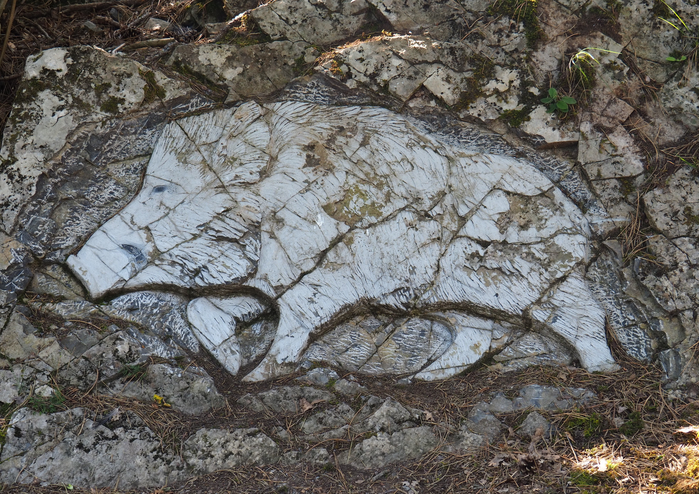 Rock carving wild boar, 2020-07-12