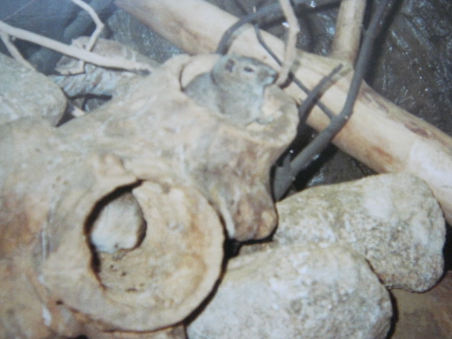 Rock Cavies ? In the Clore.