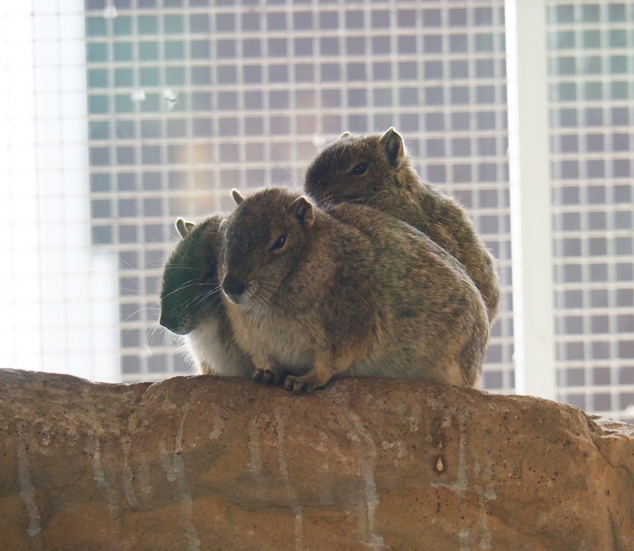 Rock cavies (Kerodon rupestris), 2019-04-06