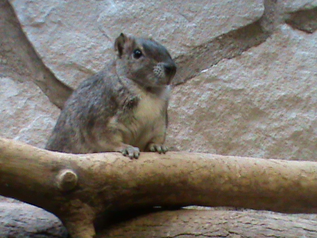 rock cavy 061110