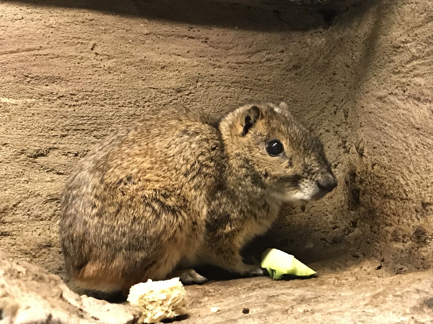 Rock cavy 171018