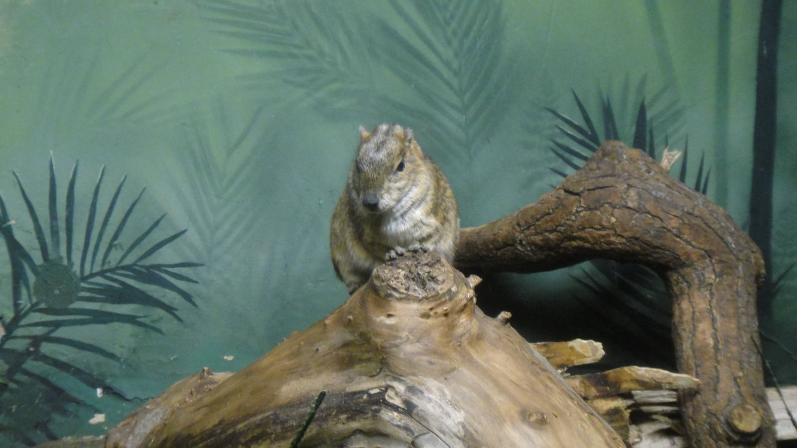 Rock Cavy at Bronx zoo 2014-12-29