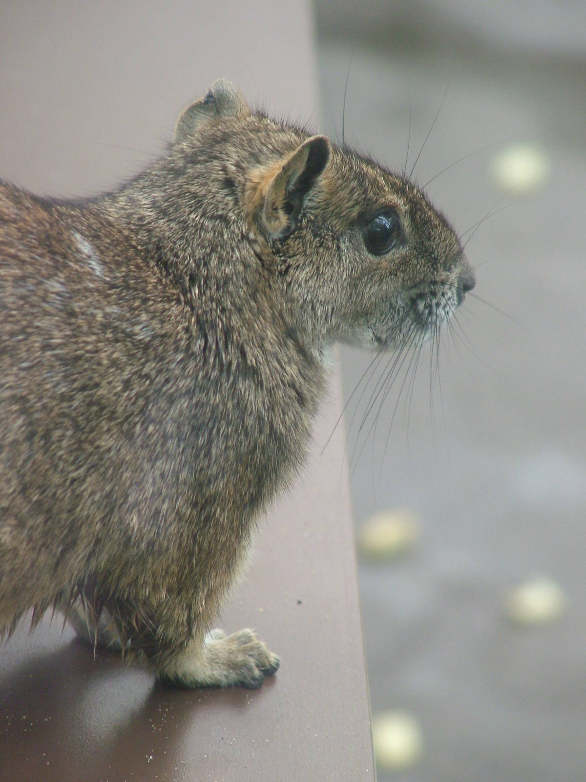 Rock Cavy at Cologne, 07/09/10