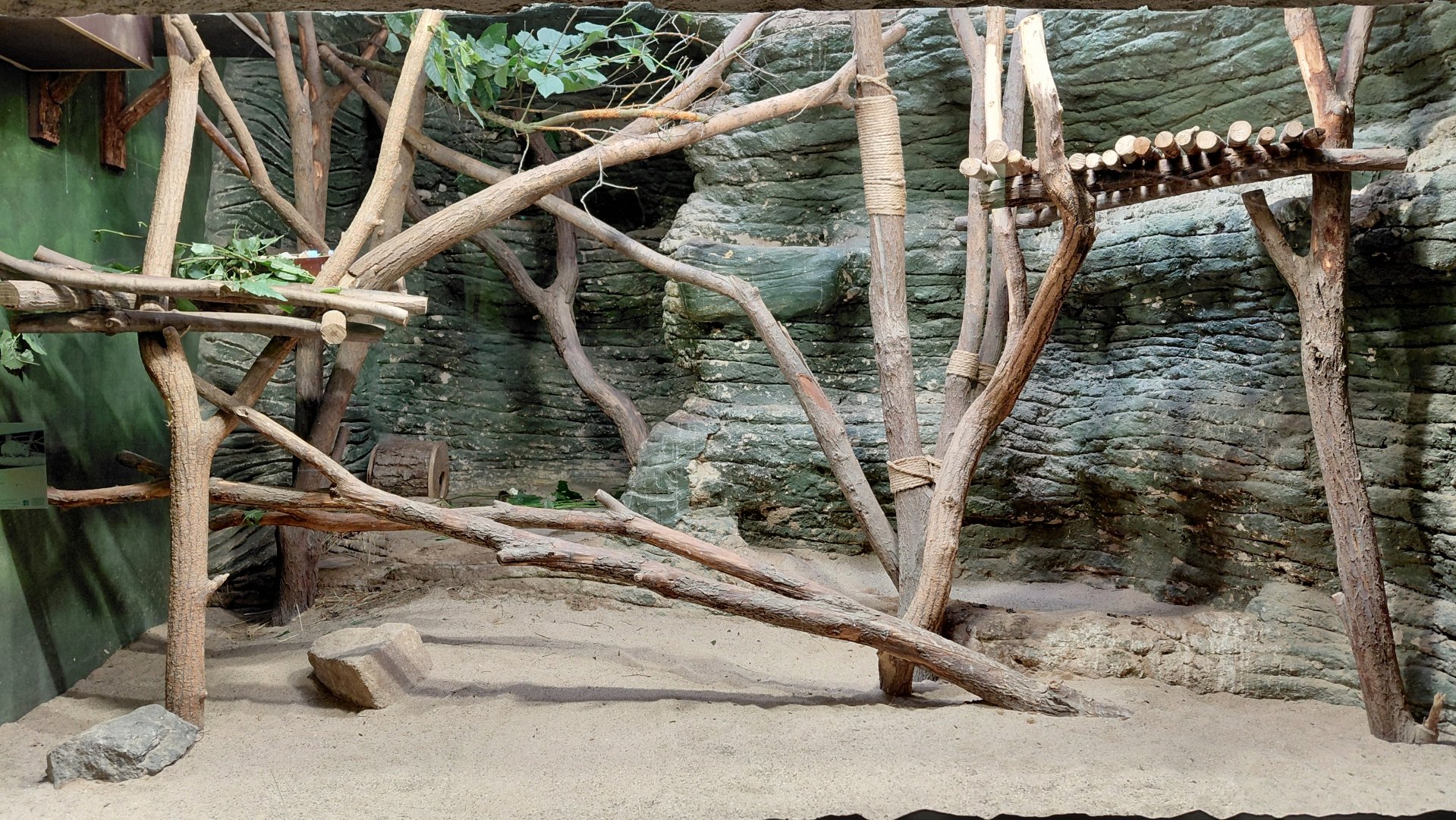 Rock cavy exhibit